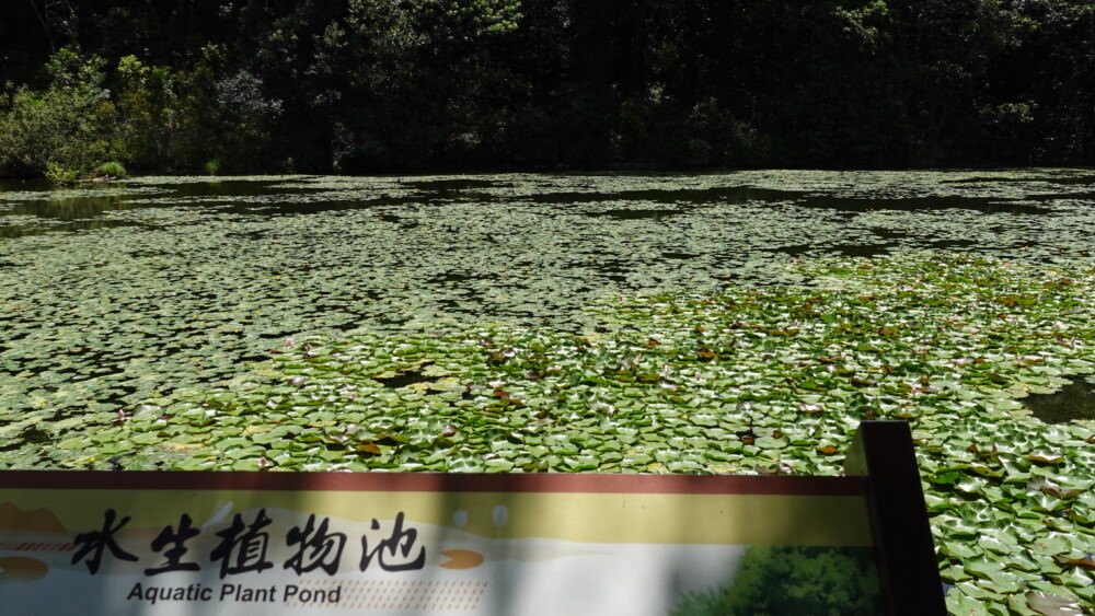福山植物園-水生植物池
