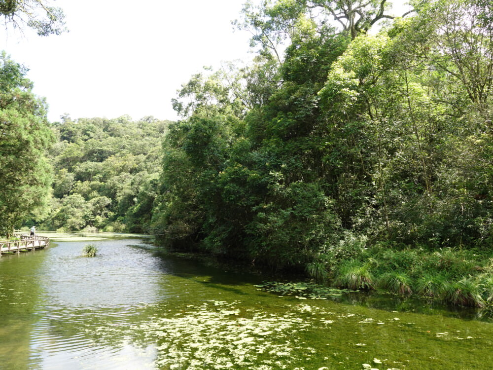 福山植物園-小河景緻