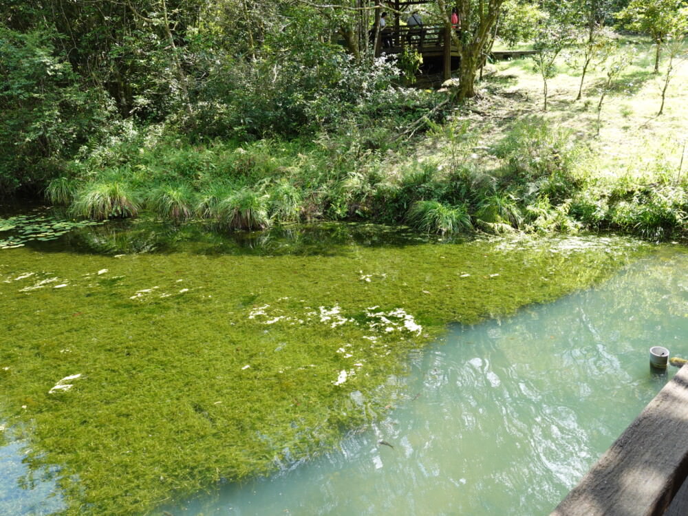 福山植物園-青山綠水