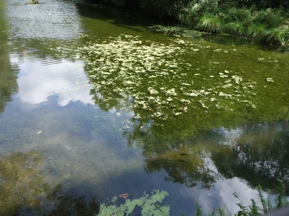 福山植物園-河水清澈