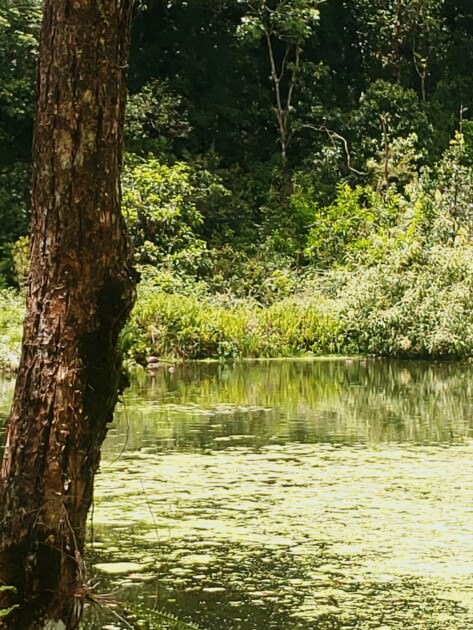 【宜蘭旅遊】再度回訪的好地方-福山植物園、北海稻民宿、彈跳工廠 - 第6張圖 宜蘭-福山植物園-綠色景緻