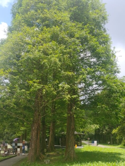 【宜蘭旅遊】再度回訪的好地方-福山植物園、北海稻民宿、彈跳工廠 - 第3張圖 宜蘭-福山植物園-大樹