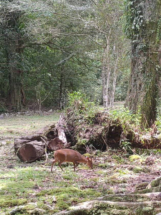 【宜蘭旅遊】再度回訪的好地方-福山植物園、北海稻民宿、彈跳工廠 - 第7張圖 宜蘭-福山植物園-山羌